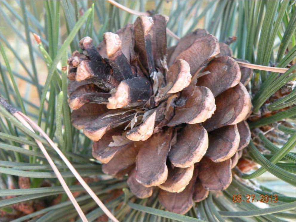 Austrian Pine